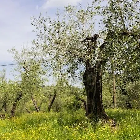 Con Piscina E Giardino - Olivo